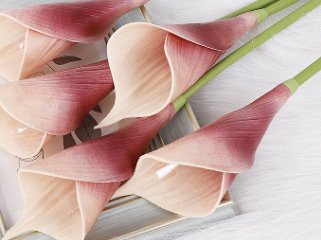 แชมเปญสีม่วง