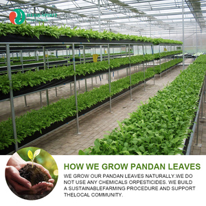 Травяной спирт, свежий лиофилизированный премиум порошок листьев пандана, водорастворимый растительный порошок без добавки - Product Image 3