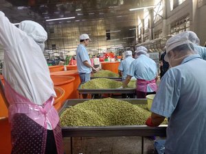 Guisantes Verdes Enlatados de Alta Calidad de Fábrica <span class=keywords><strong>Ventor</strong></span>, Vegetales Enlatados de Marca Privada - Product Image 6