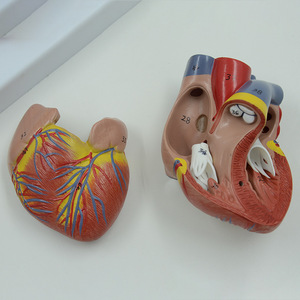 Matériel pédagogique médical en gros : Modèles du système respiratoire, des voies respiratoires, des poumons et du cœur ; Modèles du larynx humain, du système cardio-pulmonaire, etc. - Product Image 3