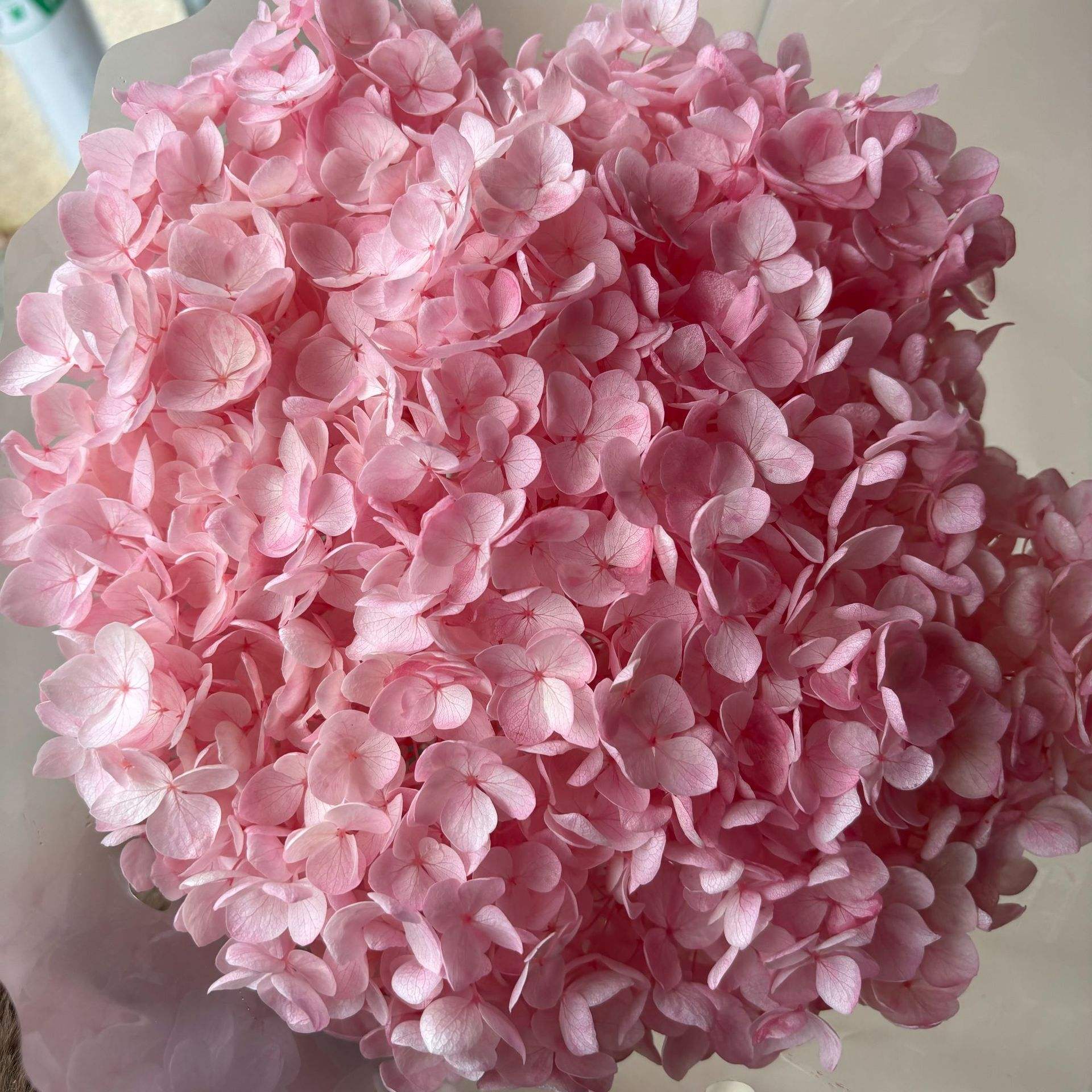 Poudre de fleurs de cerisier