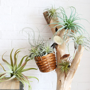 Plantes artificielles Dongguan Dream Castle en PVC souple 13-25cm, Tillandsia simulé, verdure décorative d'intérieur - Product Image 2