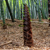 Gigante chino Moso bambú Phyllostachys Edulis semillas para plantas artificiales en la decoración del jardín