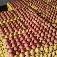 Cage à poules pondeuses de type H entièrement automatique pour une aviculture efficace