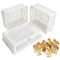 Panier de transport pour poussins d'un jour en PP, neuf, avec 4 compartiments, capacité 60 poussins, pour livraison et vente