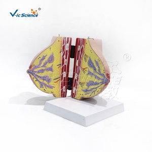 Modelo de anatomía mamaria femenina en reposo y lactancia, modelo de estructura de seno para enseñanza médica en ginecología y cirugía estética - Product Image 3
