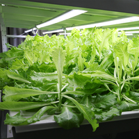 Nouvelle conception, utilisation facile, usine de culture intérieure multicouche à climat contrôlé automatiquement pour les légumes-feuilles