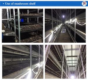 Équipement blanc de production de ferme de champignon de bouton galvanisé/étagères croissantes d'alliage d'aluminium pour la culture - Product Image 6