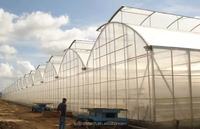 Grande Serre Gothique pour l'Agriculture Multi Span Poly Film Low Cost PE Material Sale pour Grande Serre Gothique