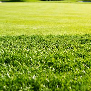 Promoteur de croissance végétale à base d'acide humique et conditionneur de sol au mucor pour les terrains de golf, les terrains de football, les terrains de rugby et les pelouses de parcs - Product Image 2