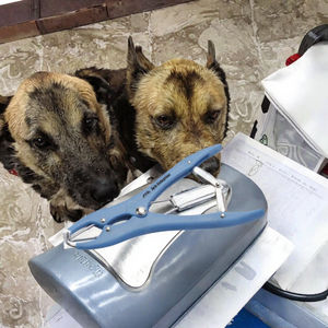 Pinzas de Castración para Cerdos M718 Azules, Pinzas de Plástico para Remover la Cola de Lechones - Product Image 3