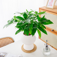 Pot de fleurs en résine plastique épaisse, respirante, absorbante, translucide, durable, automatique, pour les personnes paresseuses, Meixuan