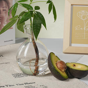 <span class=keywords><strong>Vase</strong></span> de propagation d'<span class=keywords><strong>avocat</strong></span> en verre, démarreur de plantes d'<span class=keywords><strong>avocat</strong></span>, <span class=keywords><strong>vase</strong></span> en verre transparent - Product Image 5