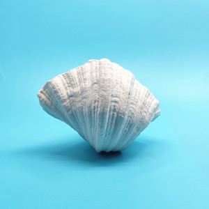 Mỹ Thủ Công Mỹ Nghệ Nhựa Handmade Tay Sơn San Hô Màu Trắng Vỏ Sò Cây Aquarium Cảnh Quan Bức Tượng 16X14X12Cm Cho Cá Cho - Product Image 2