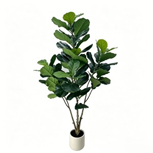 180cm Pitted white basin Fiddle-leaf fig– Eco-Friendly Plant for Wedding & Event Decoration - Product Image 2
