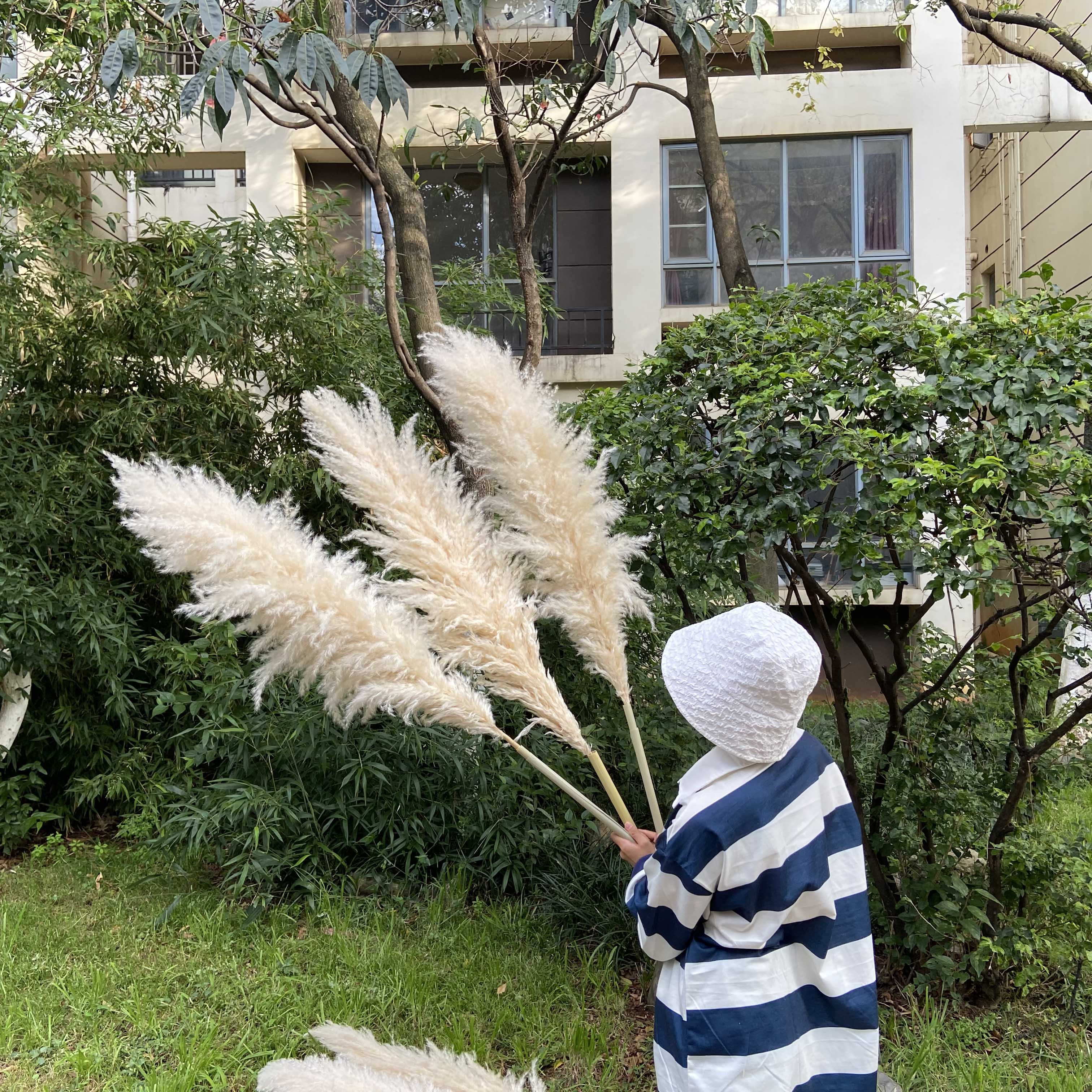 60-70cm plume pampas