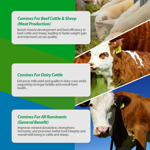 Suplemento Mineral Quelado de Grado Alimenticio para Ganado Vacuno, Vacas Lecheras, Ovejas y Cabras - Product Image 3
