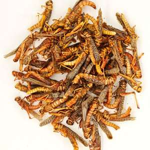 Insectos Secos, Saltamontes Secos, Alimento para Aves y Pollos con Alto Contenido de Proteínas y Nutrientes - Product Image 1