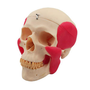 Modelo de Cráneo para Estudio Dental con Músculos, Modelo de Demostración Educativa - Product Image 4