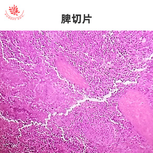 Lames microscopiques d'organes internes, spécimens histologiques physiologiques normaux, aides pédagogiques pour les cours d'anatomie de base en - Product Image 3