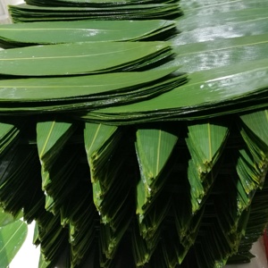 Foglie <span class=keywords><strong>di</strong></span> Bambù Fresche Naturali per Sushi all'Ingrosso - Product Image 5