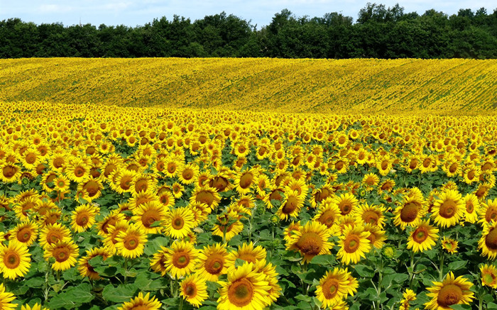 Fast Delivery Best Quality Bird Food White Bulk Sunflower Seeds 361