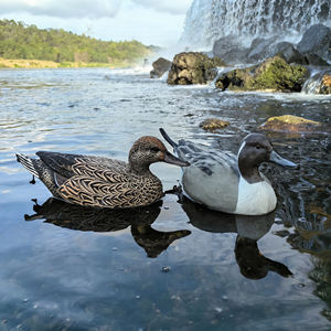 Décoys de chasse au canard réalistes en <span class=keywords><strong>EVA</strong></span> moulé, multi-espèces, pour la chasse en extérieur et le leurre des oiseaux aquatiques - Product Image 1