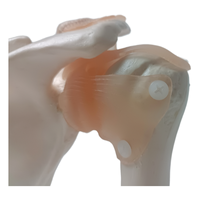 Simulation de formation en sciences médicales, squelette humain grandeur nature, modèle anatomique d'articulation musculaire et d'épaule avec ligaments