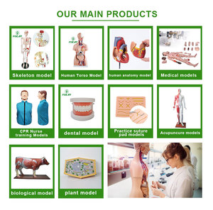 Maniquí de <span class=keywords><strong>Cuerpo</strong></span> <span class=keywords><strong>Humano</strong></span> Anatómico para Entrenamiento Médico, Modelo Femenino y Masculino para Enseñanza - Product Image 4