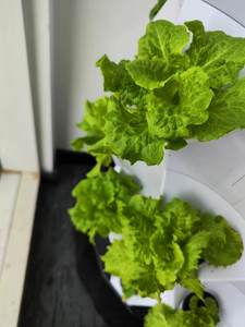 Sistema idroponico verticale ananas crescente torre <span class=keywords><strong>con</strong></span> la luce Kit di sistemi di irrigazione a goccia automatica dell'azienda agricola - Product Image 4