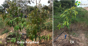 Maíz maíz <span class=keywords><strong>trigo</strong></span> arroz patata frijol guisante pulverización <span class=keywords><strong>foliar</strong></span> Extracto de algas fertilizante líquido <span class=keywords><strong>para</strong></span> aumentar el rendimiento - Product Image 5