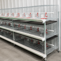 Système de cages automatiques pour poulets de chair, structure en H, acier galvanisé à chaud, 3-4 niveaux, alimentation, abreuvement, élimination du fumier, ferme avicole