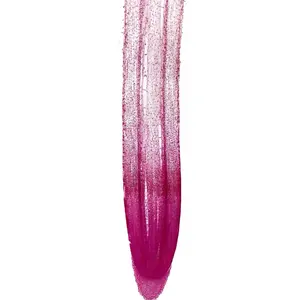 Microslides de punta de raíz de maíz cortada longitudinalmente de punta de raíz de planta de portaobjetos de microscopio de espécimen biológico