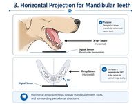 Appareil de radiographie dentaire vétérinaire portable Dawei, système numérique DR pour chiens et chats