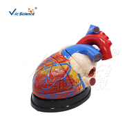 Modèle Anatomique de Cœur Géant pour l'Enseignement des Sciences Médicales, Modèle d'Anatomie Cardiaque Agrandi en PVC, VIC Science VIC-307