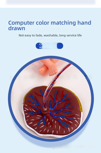 Model perawatan bayi baru lahir dengan Placenta PVC manekin untuk kabel pusar dan pelatihan plasenta alat sains medis untuk sekolah - Product Image 5