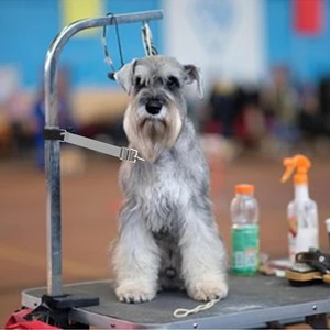 Correa de nailon ajustable para el cuidado de perros, cinturón de seguridad extensible para el corte de pelo de mascotas - Product Image 3