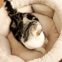 Coussin pour chat et chien chaud et moelleux en peluche, lavable, anti-anxiété, avec rebord surélevé, forme donut, OEM