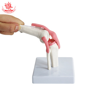 Modèle naturel de l'articulation du genou humain, démonstration pédagogique médicale, modèle articulaire et osseux pour la communication médecin-patient - Product Image 3