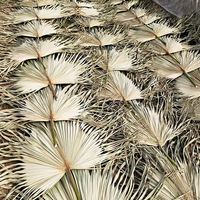 Dekorasi Dinding Rumah Pernikahan Gaya Boho, Daun Palem Jumbo Z-1, Daun Alami Kering, 110CM, Dekorasi Pampas