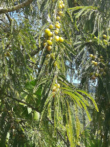 Machine à secouer les fruits en hauteur pour la récolte des pommes, des oranges, des dattes, des poires, des olives et des noix - Product Image 6