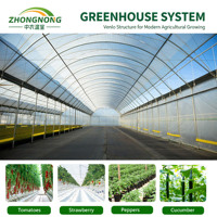 Serre tunnel commerciale en polyéthylène avec structure en acier galvanisé et film plastique pour la culture de tomates, légumes et fraises