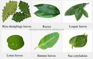 เครื่องล้างผักใบมะรุมเขียวเครื่องทำความสะอาดใบกก SUS304 - Product Image 2