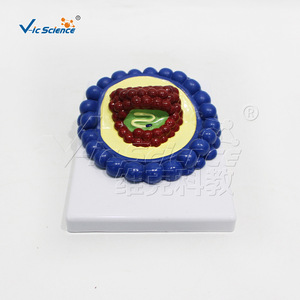 Un ensemble de quatre modèles de virus VIC-HB132 : baculovirus, adenovirus et bactériophage. - Product Image 2