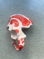 Modelo de esqueleto de cadera de PVC con músculos coloreados