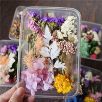Offre Spéciale : Boîte de Fleurs Séchées Mixtes DIY – Matériel de Fleurs Éternelles pour Mariage, Saint-Valentin, Noël et Décoration de Gâteaux