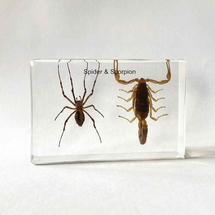 Бумажная смола с реальными насекомыми, обучающее оборудование, образцы паука и скорпиона для средней школы