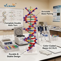 Modèle de structure de la double hélice ADN, modèle moléculaire d'ADN détachable pour l'enseignement en laboratoire de biologie CE/ISO/ROHS/CNAS