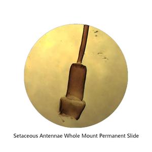 Portaobjetos de microscopio preparados con antenas tipo cerdas, especímenes de insectos transparentes con etiquetas estándar para microscopios de niños y estudiantes - Product Image 1