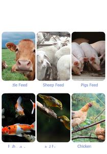 Nouvelle machine de traitement d'aliments pour animaux pour la fabrication de granulés de volaille et de bétail - Product Image 6